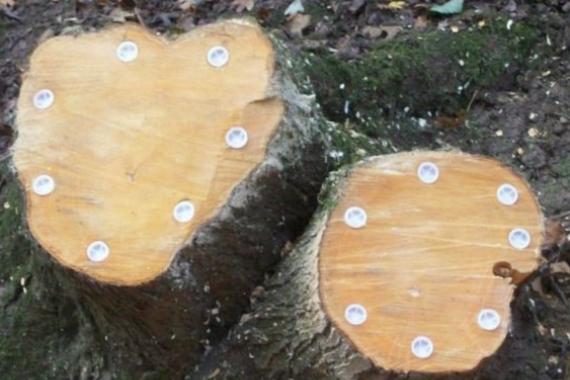 ریشه کن کردن کنده ها در ویلا، چگونه به راحتی از بقایای درخت خلاص شویم
