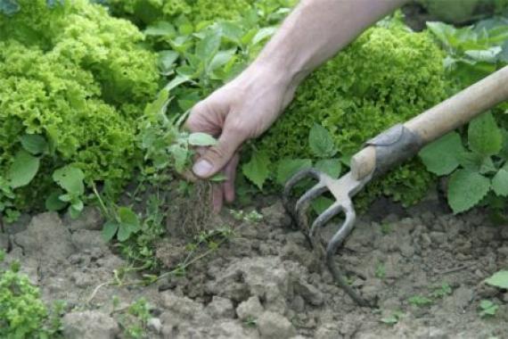 Quando e como você deve arar adequadamente o solo do seu jardim?